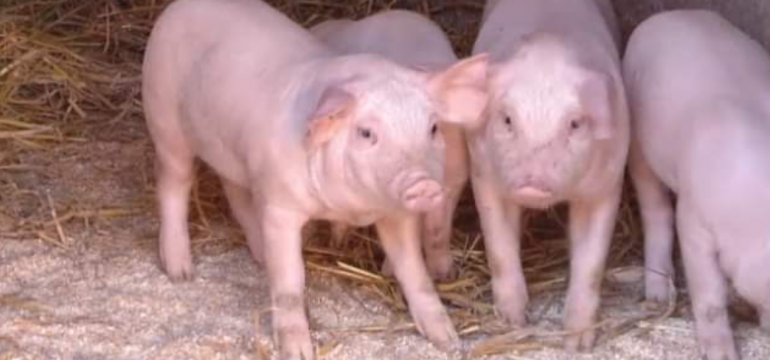 Polish_20210526_104707016