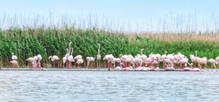 Polish_20210531_095413307