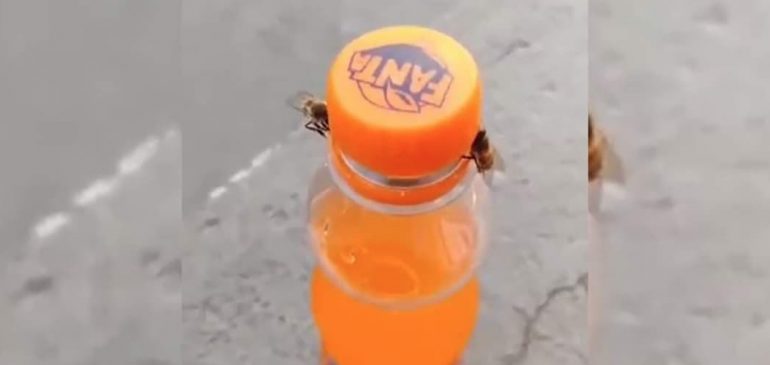 albine fanta