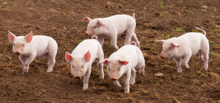 Polish_20210605_115235851