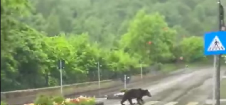 Polish_20210616_184647660