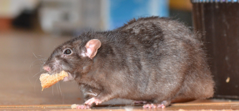 Polish_20210617_212335383