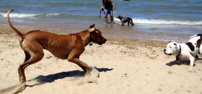 Polish_20210625_000904554