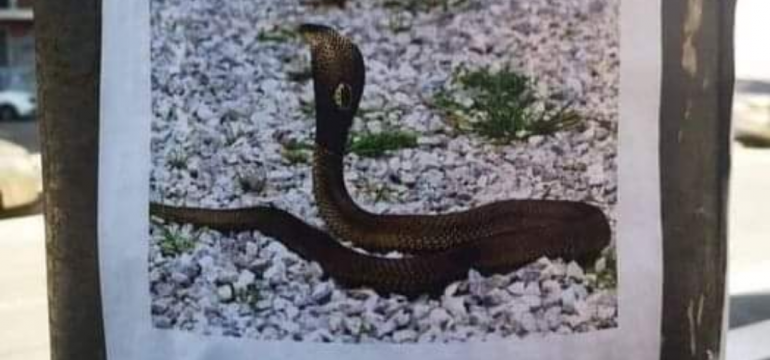 Polish_20210625_125608794