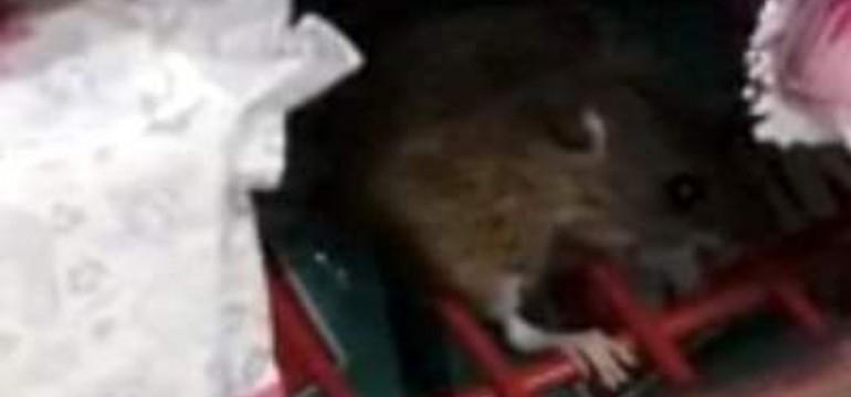 Polish_20210705_000253084