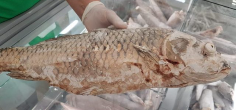 Polish_20220808_023422369