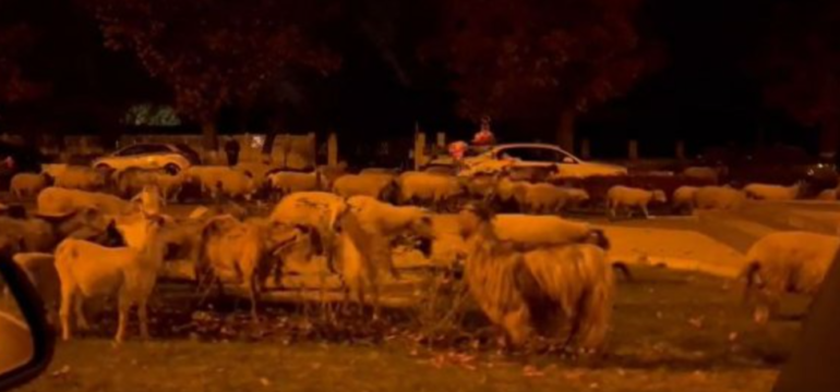 Polish_20221103_141156117