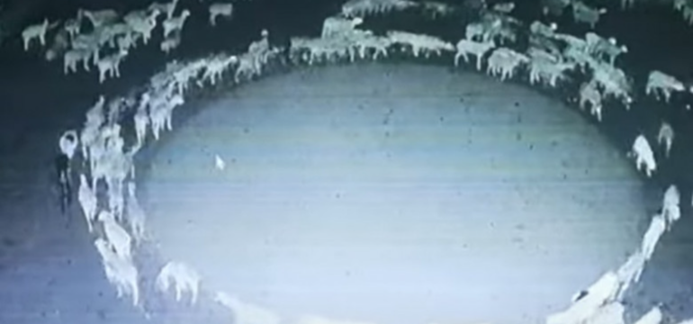 Polish_20221120_015416058