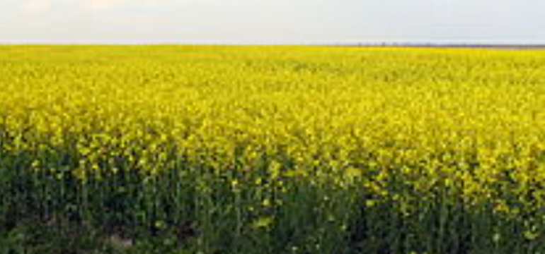 Polish_20230603_191024004