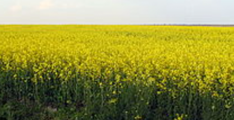 Polish_20230603_191024004