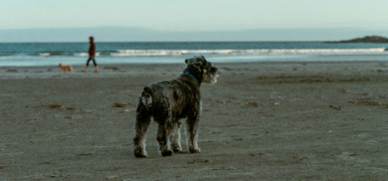 Polish_20240817_165143814